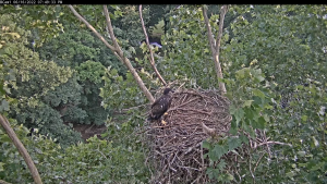 Etsu Eagle Cam, Johnson City Tn