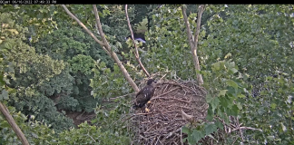 Etsu Eagle Cam, Johnson City Tn