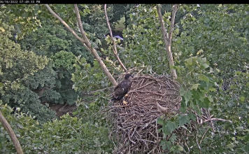 Etsu Eagle Cam, Johnson City Tn