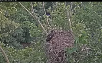 Etsu Eagle Cam, Johnson City Tn
