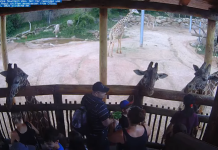 Cheyenne Mountain Zoo Cam | Colorado Springs, Co | Video