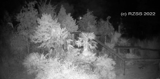 Edinburgh Zoo Webcam
