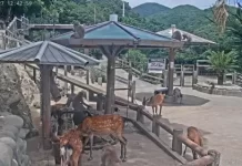 Live Webcam Awaji Island Monkey Center Sumoto, Hyogo, Japan