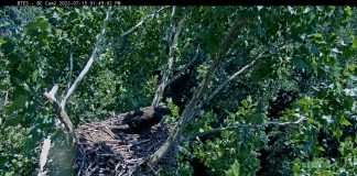 Eagle Cams Around The Globe