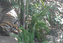 San Diego Zoo Live Cam - Hd Video