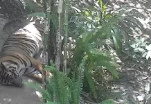 San Diego Zoo Live Cam