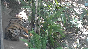 San Diego Zoo Live Cam - Hd Video