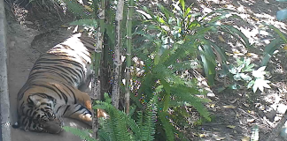 San Diego Zoo Live Cam - Hd Video