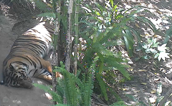 San Diego Zoo Live Cam - Hd Video