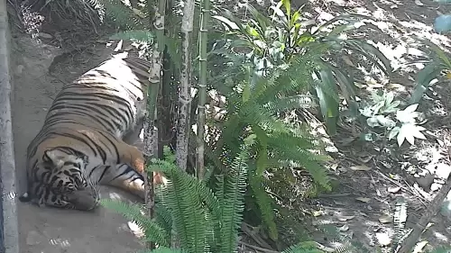 San Diego Zoo Live Cam – HD Video