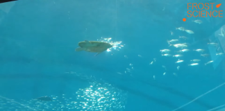 Live Aquarium Cams Around The World