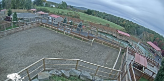 Animals Live On Camera Streaming Around The World