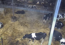 Brandenburg State Live Webcams In Germany