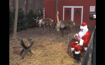 Reindeer Cam With Santa Claus In North Pole