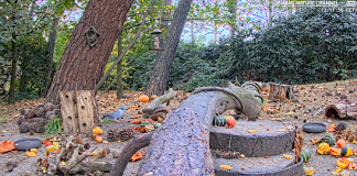 Forest Bird Feeder