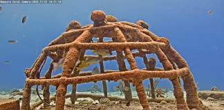 Harbour Village | Bonaire Island