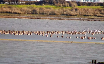 Webcam Poole Harbour | Dorset, England, Uk