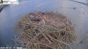 Rutland Water Ospreys Webcam | Manton Bay