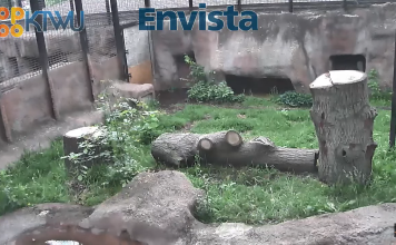 Topeka Zoo | Tiger Cam