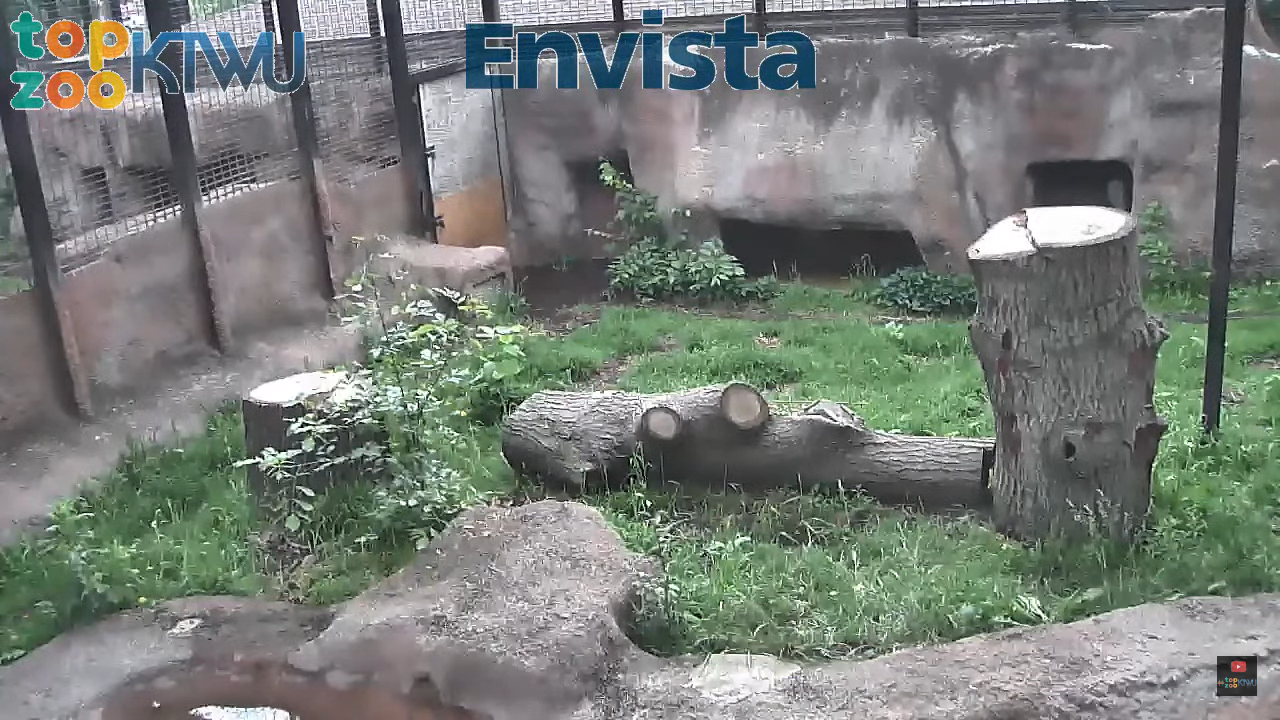 Live Tiger Cam – Topeka Zoo – Topeka, Kansas