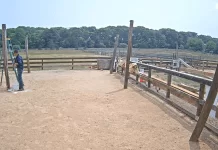Alpaca Farm Martha's Vineyard