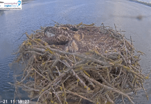 Rutland Water Ospreys Webcam | Manton Bay