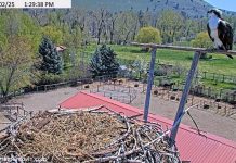 Dunrovin Osprey Cam | Ranch In Lolo, Montana