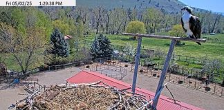 Dunrovin Osprey Cam | Ranch In Lolo, Montana