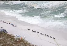 Navarre Beach Webcams - Pensacola Beach, Florida | Hd Video