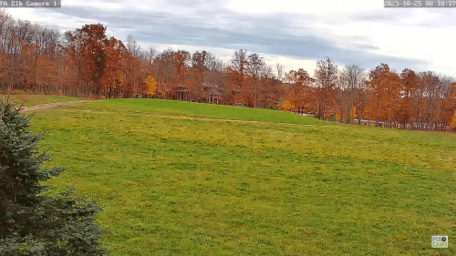 Elk Webcam PA – Benezette | Live Video