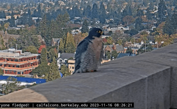 Webcam Berkeley Ca