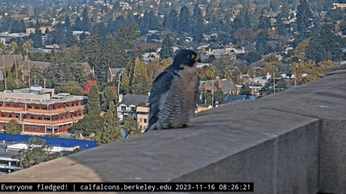 Webcam Berkeley CA
