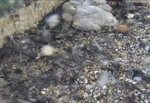 Madison Wisconsin Live Webcam