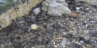 Madison Wisconsin Live Webcam