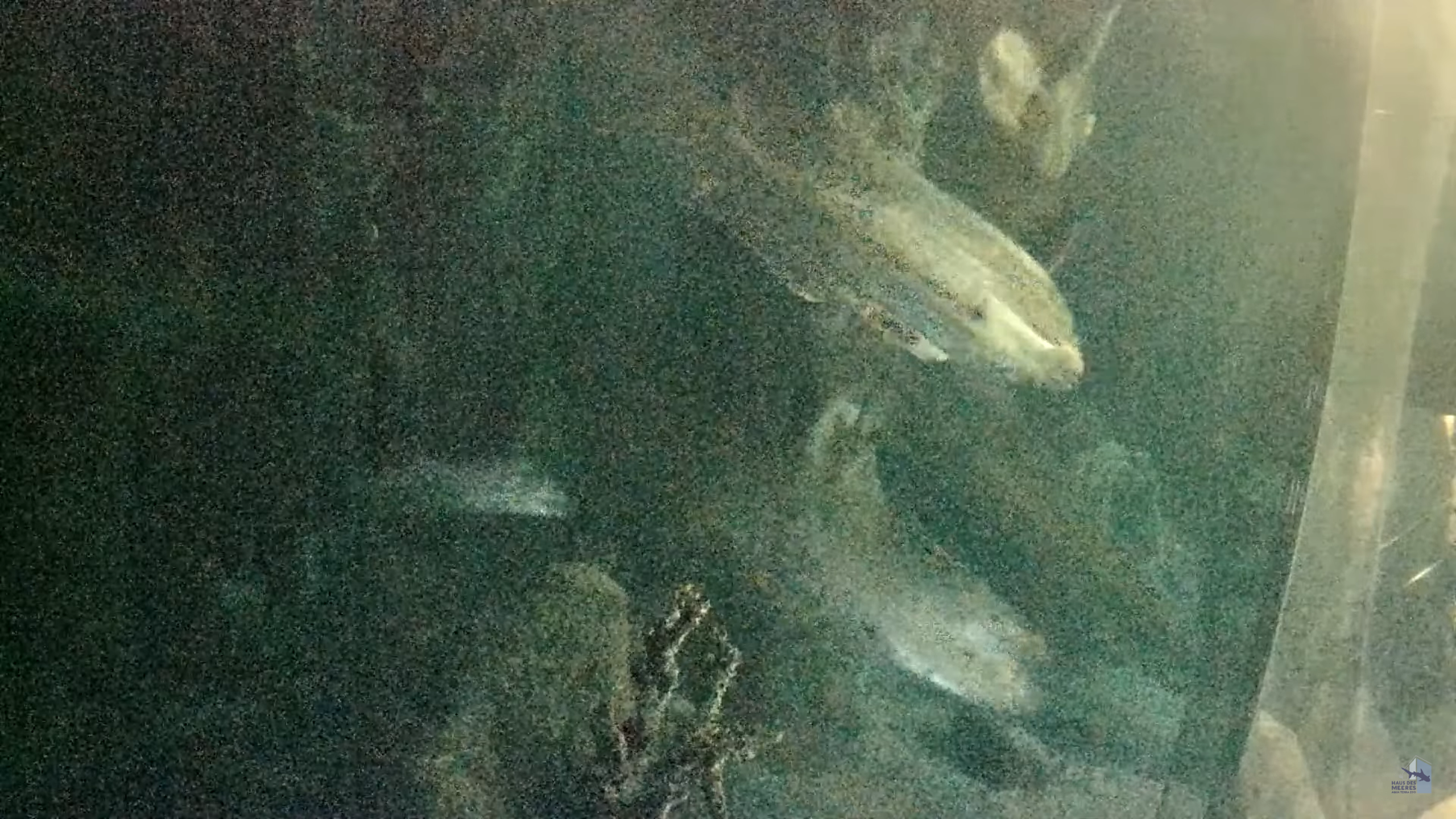 Haus Des Meeres – Shark Tank Kamera