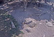 Werribee Zoo Victoria - Lion Cub Cam - South Vic, Aus