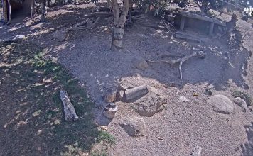 Werribee Zoo Victoria - Lion Cub Cam - South Vic, Aus