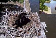 Carova Beach Webcam | North Carolina | Osprey