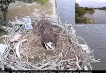 Carova Beach Webcam | North Carolina | Osprey