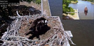 Carova Beach Webcam | North Carolina | Osprey