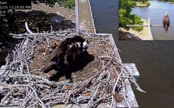 Carova Beach Webcam | North Carolina | Osprey