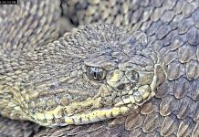 Colorado Mega Den Rattlesnakes Webcam | Live Hd Video