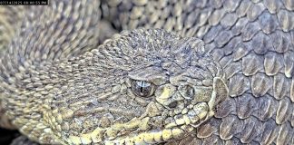 Colorado Mega Den Rattlesnakes Webcam | Live Hd Video
