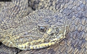 Colorado Mega Den Rattlesnakes Webcam | Live Hd Video