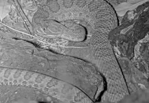 Colorado Mega Den Rattlesnakes Webcam | Live Hd Video