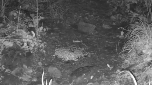 Badger Bar Webcam – Rydal, Ambleside – Cumbria, UK