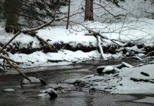 Live Webcam Eriegrove Forest Creek - Forestville, New York