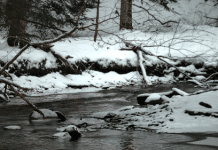 Live Webcam Eriegrove Forest Creek - Forestville, New York