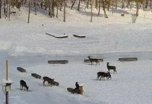 Food Pantry For Deer In Brownsville Maine