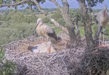 Knepp White Stork Webcam